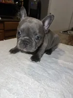 Scarlett , a female French Bulldog for sale in Ontario, CA – 6 of 6