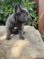Dexter , a male French Bulldog for sale in Ontario, CA – 6 of 7