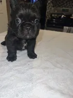 Big bear , a male French Bulldog for sale in Ontario, CA – 3 of 5