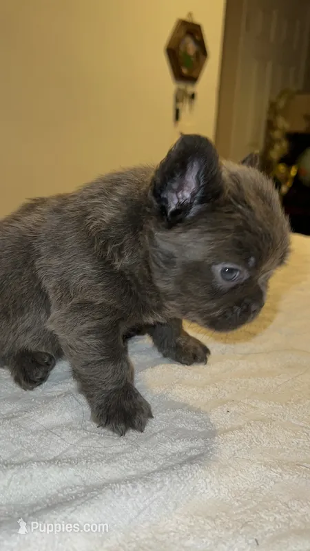 Dexter  – French Bulldog puppy for sale in Ontario, CA