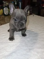 Scarlett , a female French Bulldog for sale in Ontario, CA – 1 of 6