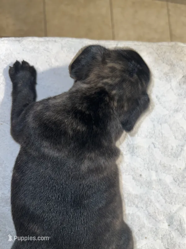 Colors – French Bulldog puppy for sale in Ontario, CA