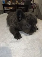 Dexter , a male French Bulldog for sale in Ontario, CA – 3 of 4