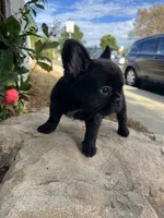 Venom, a male French Bulldog for sale in Ontario, CA – 7 of 7
