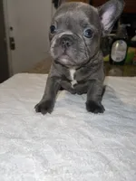 Scarlett , a female French Bulldog for sale in Ontario, CA – 5 of 6