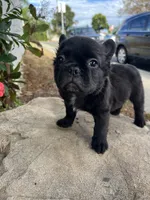 Venom, a male French Bulldog for sale in Ontario, CA – 5 of 7