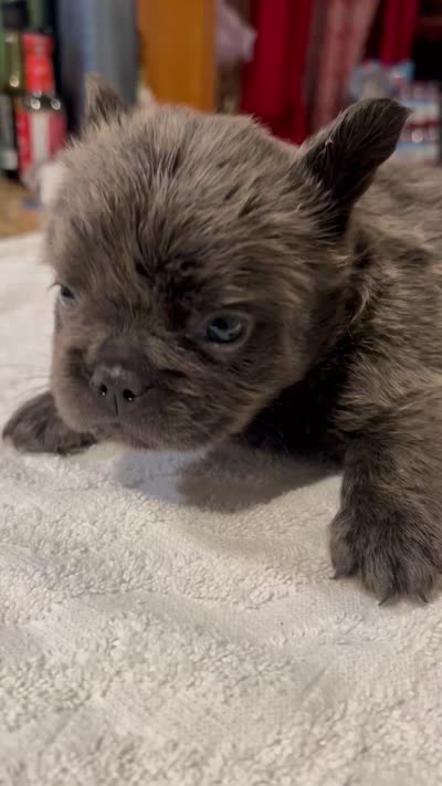 Dexter , a male French Bulldog for sale in Ontario, CA – 4 of 4