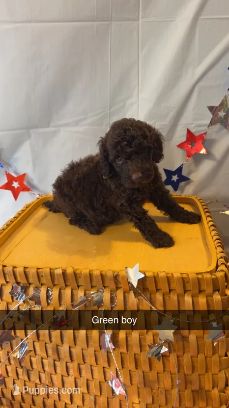 Max – Poodle - Miniature  puppy for sale in Royston, GA