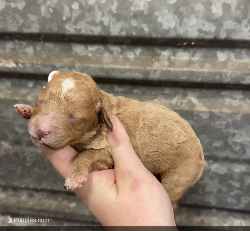 Minnie – Miniature Bernedoodle puppy for sale in Royston, GA