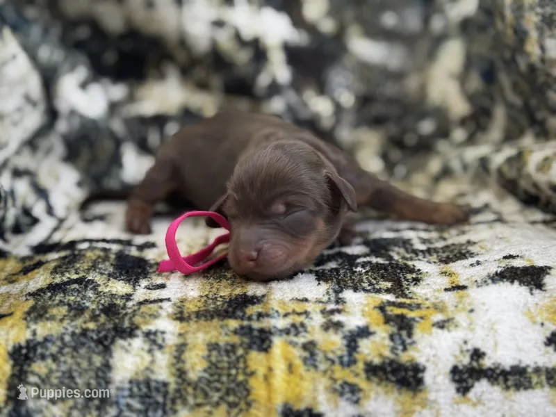 Bella  – Miniature Dachshund puppy for sale in Royston, GA