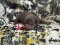 Bella , a female Miniature Dachshund for sale in Royston, GA – 1 of 1