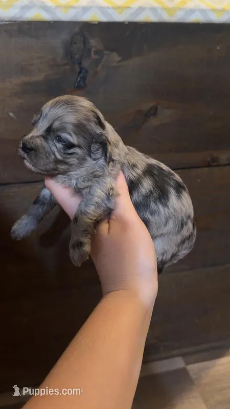 Finn  – Cockapoo, Cockalier puppy for sale in Royston, GA