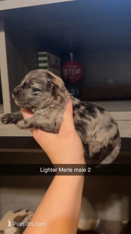 Finn  – Cockapoo, Cockalier puppy for sale in Royston, GA