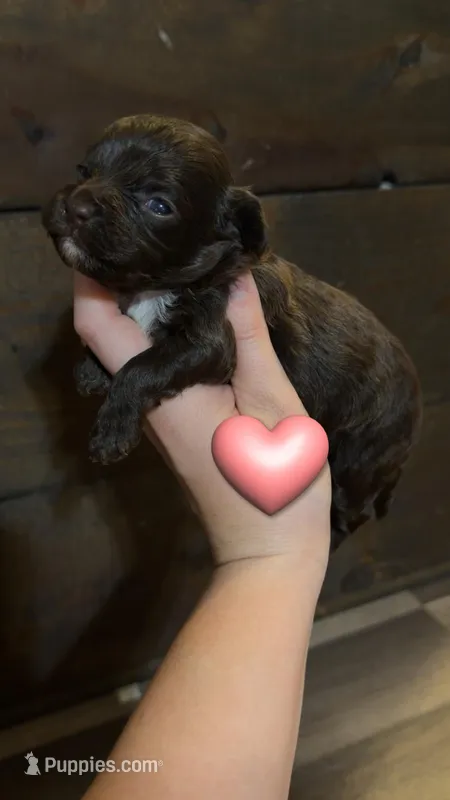 Stella – Cockapoo puppy for sale in Royston, GA