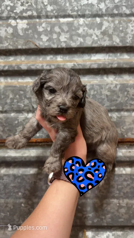 Bo – Cockapoo puppy on hold in Royston, GA