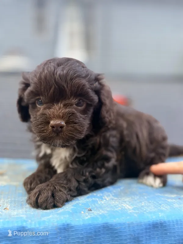 Stella – Cockapoo puppy for sale in Royston, GA