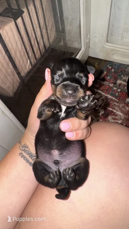 Duke – Miniature Dachshund puppy for sale in Royston, GA