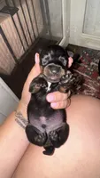 Duke, a male Miniature Dachshund for sale in Royston, GA – 1 of 1