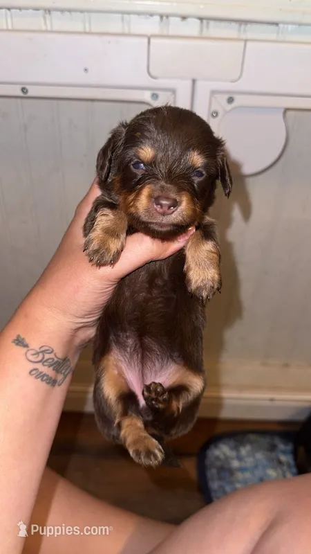Lilly – Miniature Dachshund puppy for sale in Royston, GA