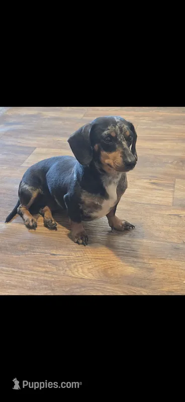 Ruby – Miniature Dachshund puppy for sale in Royston, GA