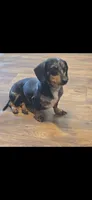Ruby, a female Miniature Dachshund for sale in Royston, GA – 1 of 2