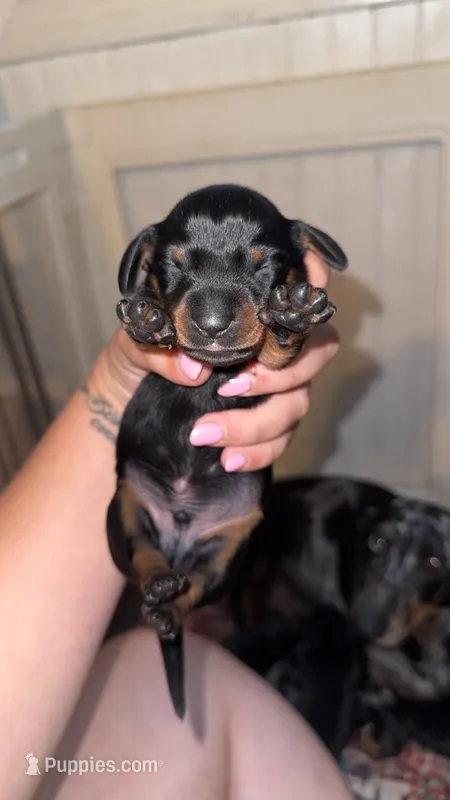 Bo – Miniature Dachshund puppy for sale in Royston, GA