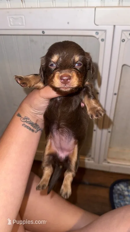 Bella  – Miniature Dachshund puppy for sale in Royston, GA