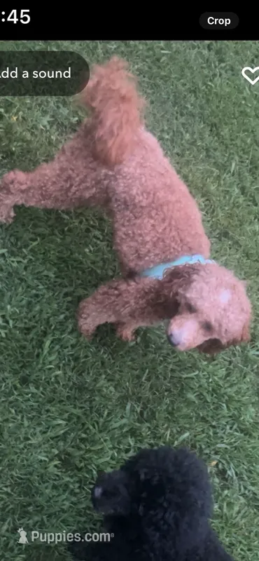 Max – Poodle - Miniature  puppy for sale in Royston, GA