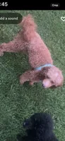 Max, a male Poodle - Miniature  for sale in Royston, GA – 1 of 3