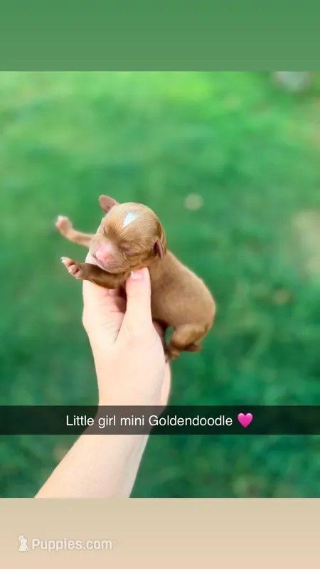 Starr – Miniature Goldendoodle puppy for sale in Royston, GA
