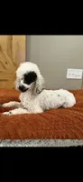 Diamond , a female Poodle - Miniature  for sale in Royston, GA – 2 of 2