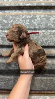 Bailey , a female Poodle - Miniature  for sale in Royston, GA – 1 of 2