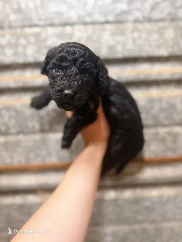 Sadie  – Miniature Aussiedoodle puppy for sale in Royston, GA