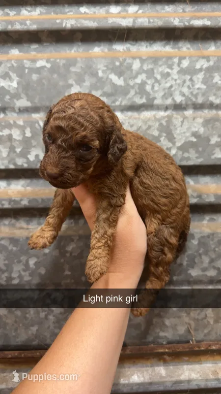 Cookie – Poodle - Miniature  puppy for sale in Royston, GA
