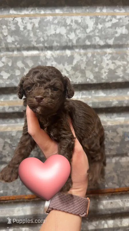 Abby – Cockapoo puppy on hold in Royston, GA