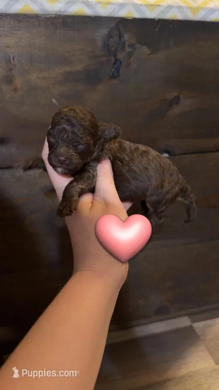 Abby – Cockapoo puppy for sale in Royston, GA