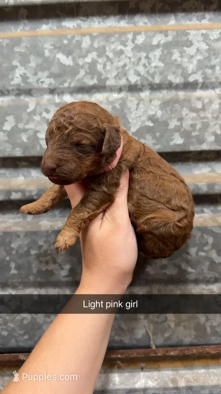 Cookie – Poodle - Miniature  puppy for sale in Royston, GA