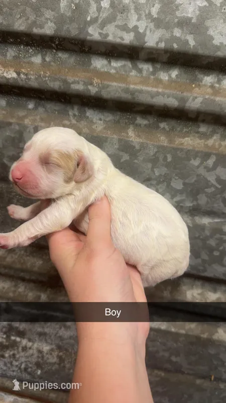 Finn  – Miniature Bernedoodle puppy for sale in Royston, GA