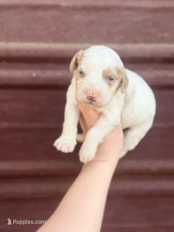 Finn  – Miniature Bernedoodle puppy for sale in Royston, GA