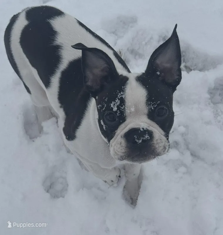 Boston – Boston Terrier puppy for sale in Royston, GA