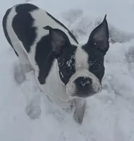 Boston, a male Boston Terrier for sale in Royston, GA – Photo 1 of 3