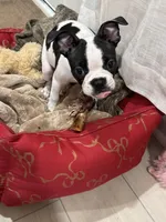 Boston, a male Boston Terrier for sale in Royston, GA – Photo 3 of 3