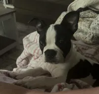 Boston, a male Boston Terrier for sale in Royston, GA – Photo 2 of 3