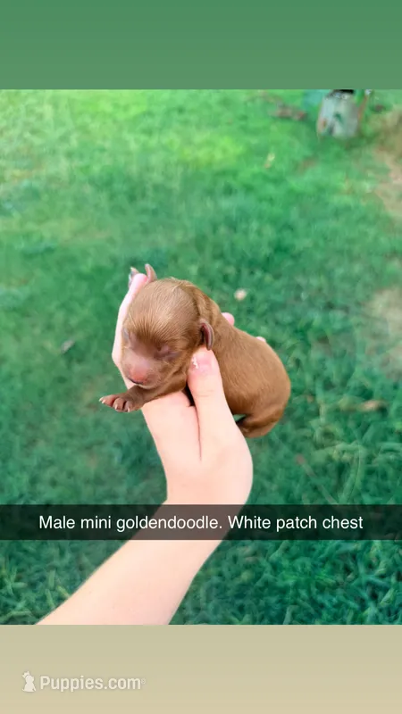 Prince  – Miniature Goldendoodle puppy for sale in Royston, GA