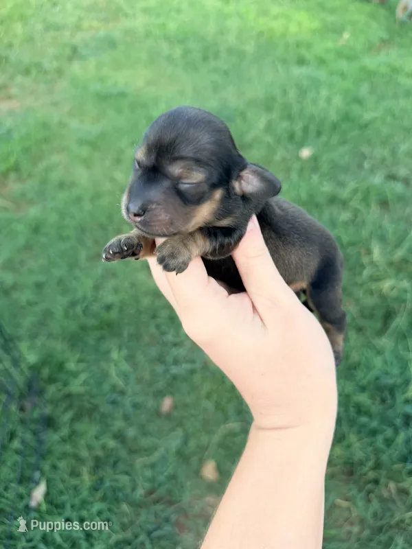Windy – Miniature Dachshund puppy for sale in Royston, GA