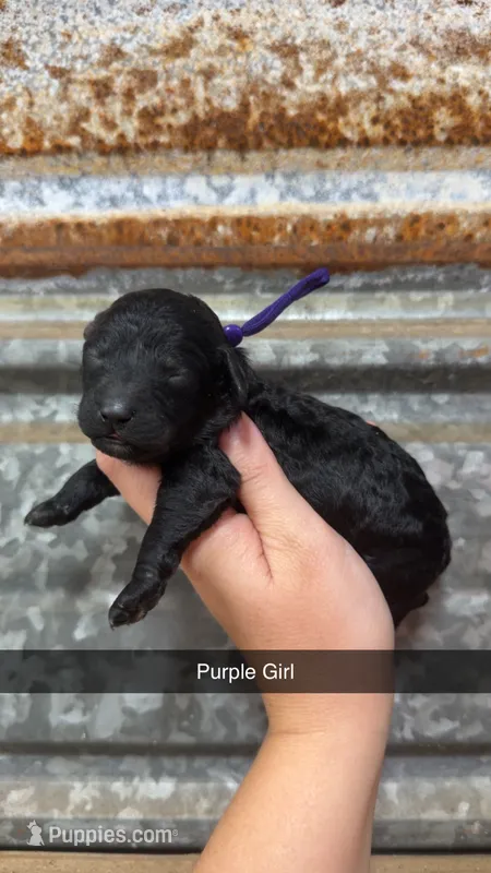Sadie  – Miniature Aussiedoodle puppy for sale in Royston, GA