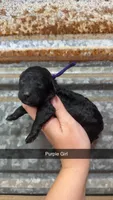 Sadie , a female Miniature Aussiedoodle for sale in Royston, GA – 1 of 1