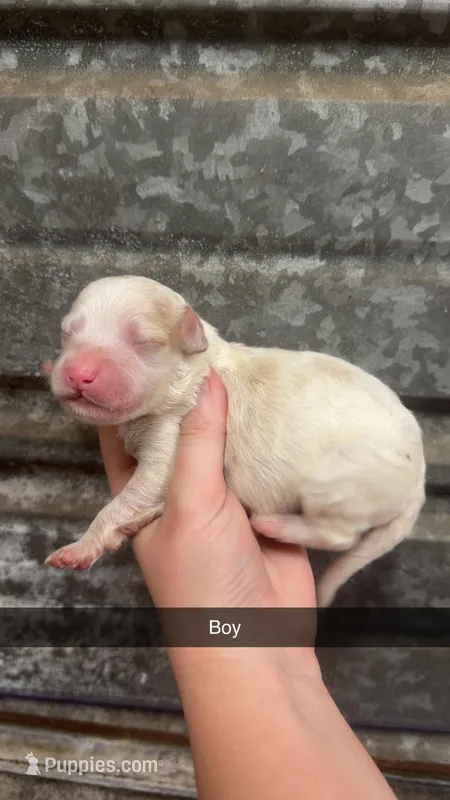 Pebbles – Miniature Bernedoodle puppy for sale in Royston, GA