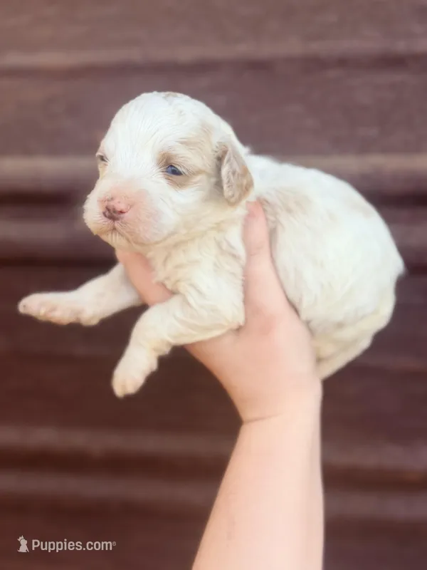 Pebbles – Miniature Bernedoodle puppy on hold in Royston, GA