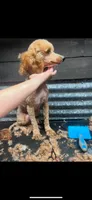 Max, a male Poodle - Miniature  for sale in Royston, GA – 3 of 3